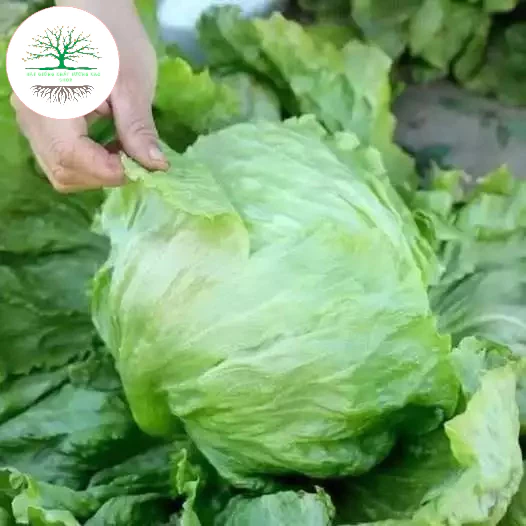 Hạt Giống Rau Xà Lách Búp Minetto Chịu Nhiệt  - Năng Suất, Giòn, Ngọt (Tặng Phân Bón)