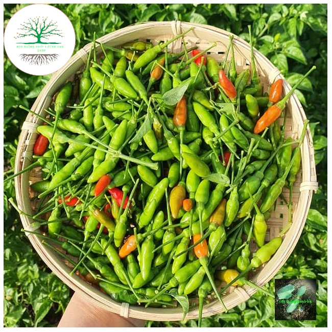 50 Hạt Giống Ớt Chỉ Thiên F1 Siêu Cay Siêu Dễ Trồng