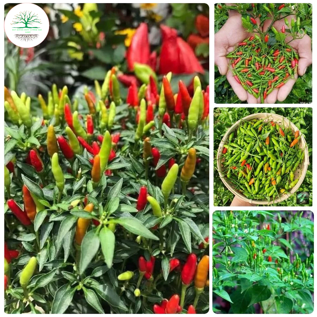 [30 HẠT] HẠT GIỐNG ỚT XIÊM CAO SẢN F1(TẶNG PHÂN)