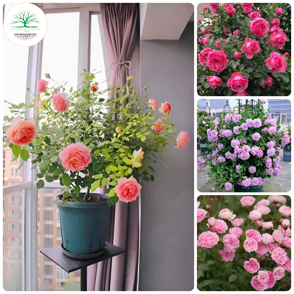 [50 Hạt] Hạt giống hoa hồng thơm lùn siêu hoa mix đủ màu (tặng kèm phân)