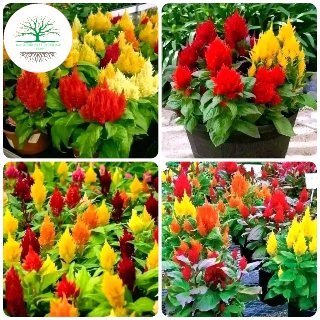 [Gói 100 hạt] Hạt Giống Hoa Mào Gà Lửa (Tặng kèm phân bón), Dễ Chăm Sóc Chịu Nhiệt Tốt