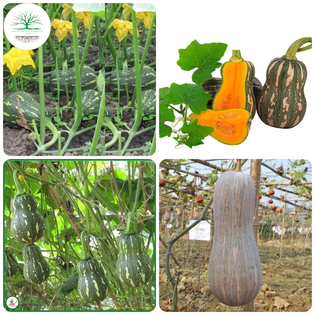 [15 Hạt] Hạt giống bí đỏ hạt đậu, bí đỏ hồ lô (tặng kèm phân)