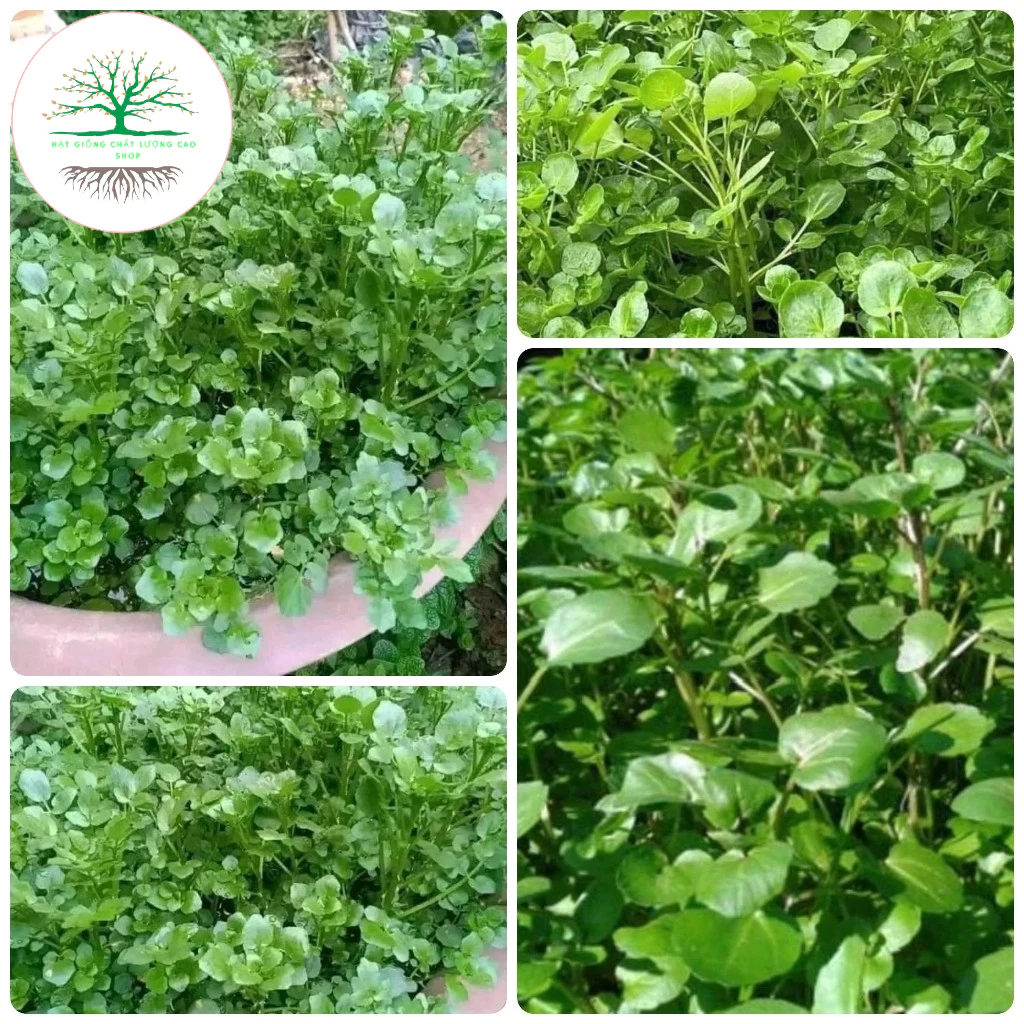 Hạt giống rau cải xoong, xà lách xoong trồng cạn giàu dinh dưỡng(Tặng Phân Bón)