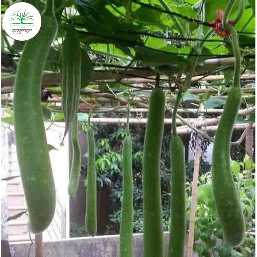 hạt bầu sao_bầu dài siêu trái.  hat_giong_chat_luong_cao
