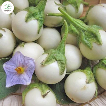 Hạt Giống Cà Pháo Trắng Cao Sản F1,Sinh Trưởng Khỏe Chống Chịu Sâu Bệnh(tặng kèm phân)
