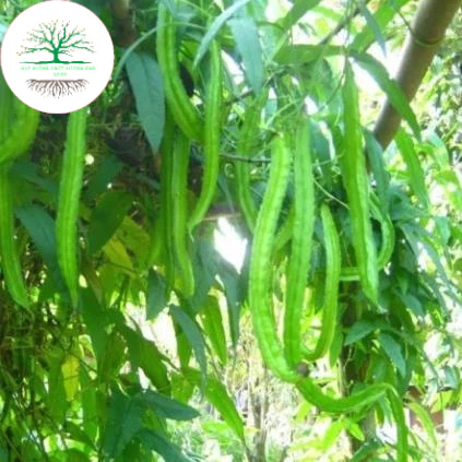 Hạt giống Đậu Rồng,Đậu khế(Tặng kèm phân)