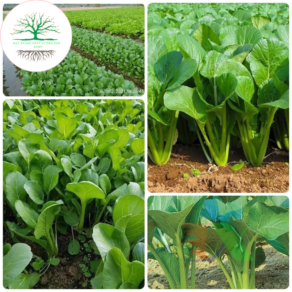 2000 Hạt giống Cải Ngọt Cọng xanh thân mập dễ trồng. Shop hạt giống chất lượng cao