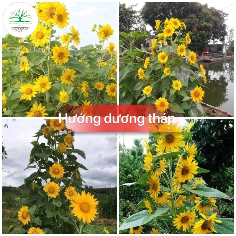 [30 Hạt] Hạt giống hoa hướng dương tháp siêu nhiều hoa (tặng kèm phân)