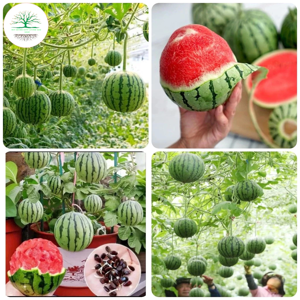 [30 Hạt] Hạt giống Dưa hấu táo baby,dưa hấu Táo Hàn Quốc siêu ngọt (Tặng kèm phân bón)