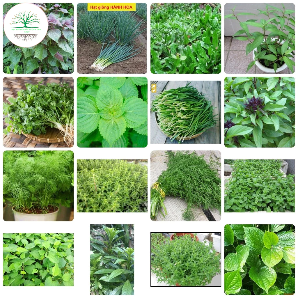 [Đủ Loại]Hạt giống rau thơm gia vị việt