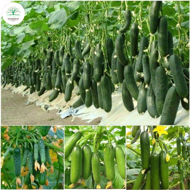 Hạt giống dưa chuột chùm siêu trái, dưa chuột siêu trái f1 (tặng kèm phân bón)