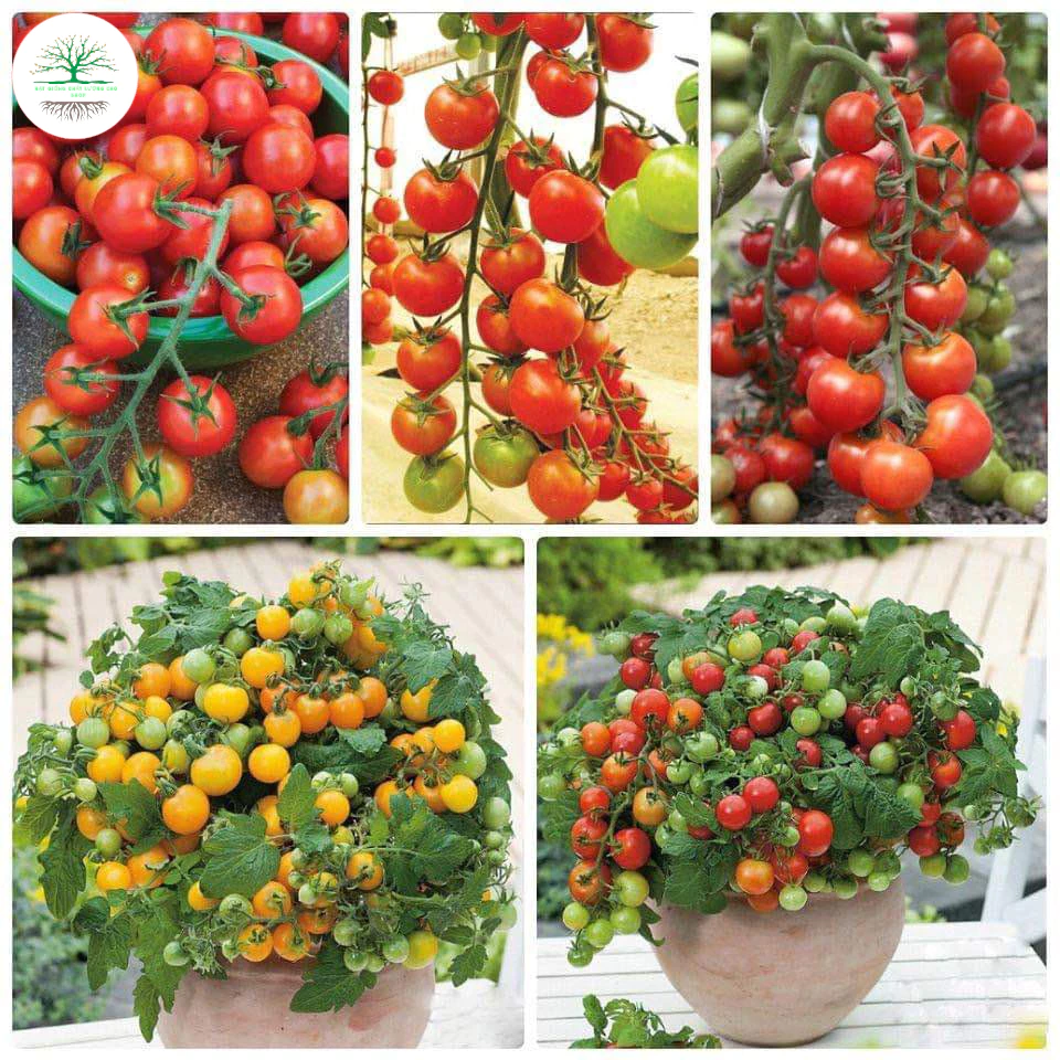 Hạt Giống Cà Chua Bi Siêu Quả F1- Dễ Trồng, Dinh Dưỡng Cao - MUA 3 TẶNG 1 CÙNG LOẠI(Tặng kèm phân bón)