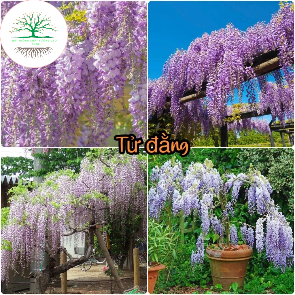 [Hạt To]Hạt Giống Hoa Tử Đằng Thân Gỗ F1(tặng kèm phân)