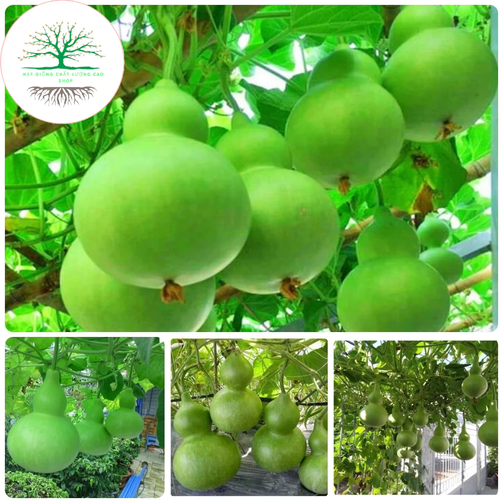 [10 HẠT] Hạt giống bầu hồ lô siêu trái (tặng kèm phân)