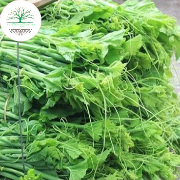 10g Hạt giống bí siêu ngọn, bí siêu đọt f1 (tặng kèm phân bón)