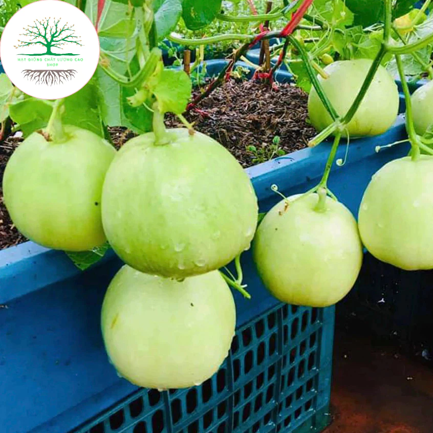 Hạt giống Dưa Lê Siêu Ngọt (Tặng kèm phân bón)