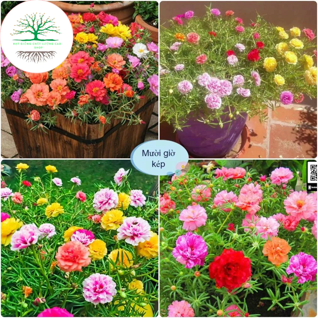 Hạt Giống Hoa Mười Giờ Kép Ngoại Đủ Màu (600 Hạt, tặng kèm phân)