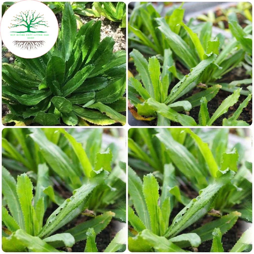 10gram Hạt Giống mùi tàu (rau ngò gai)