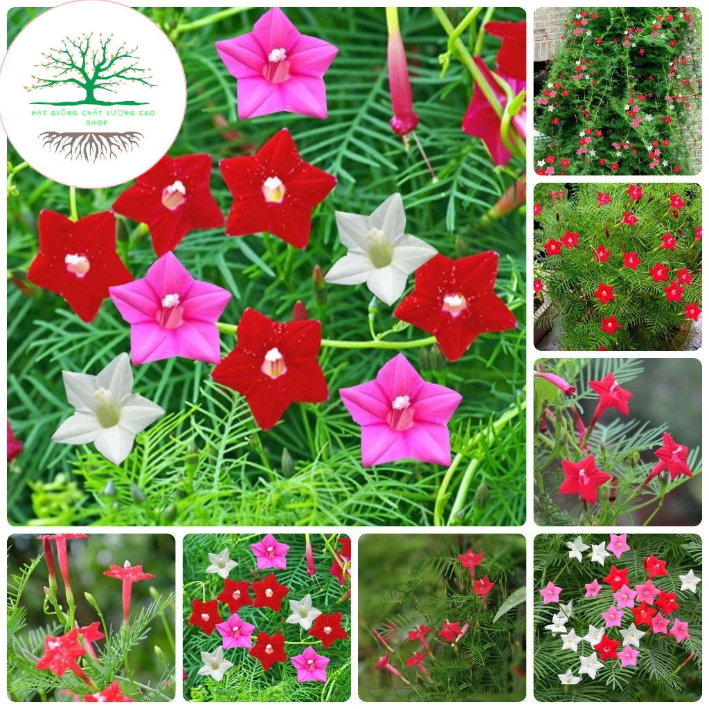 [100 Hạt] Hạt giống hoa Tóc tiên (Tặng kèm phân)