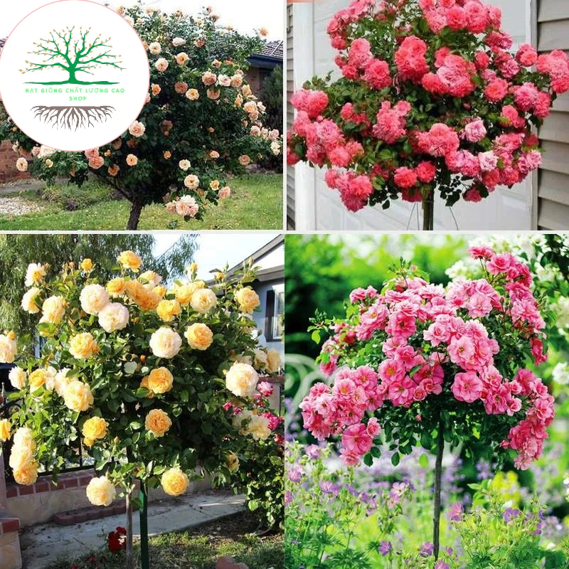 [50 Hạt] Hạt giống hoa hồng thân gỗ mix đủ màu (tặng kèm phân)