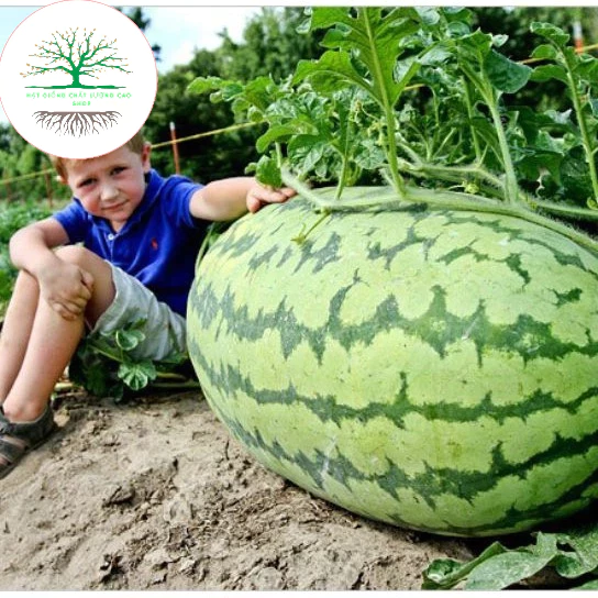 Hạt giống dưa hấu khổng lồ siêu trái