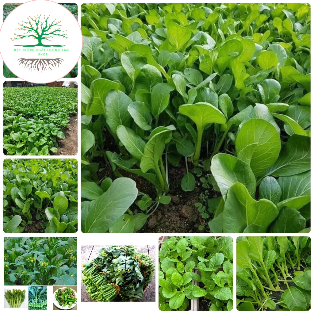 Hạt giống rau cải ngồng xanh chịu nhiệt(tặng phân bón)