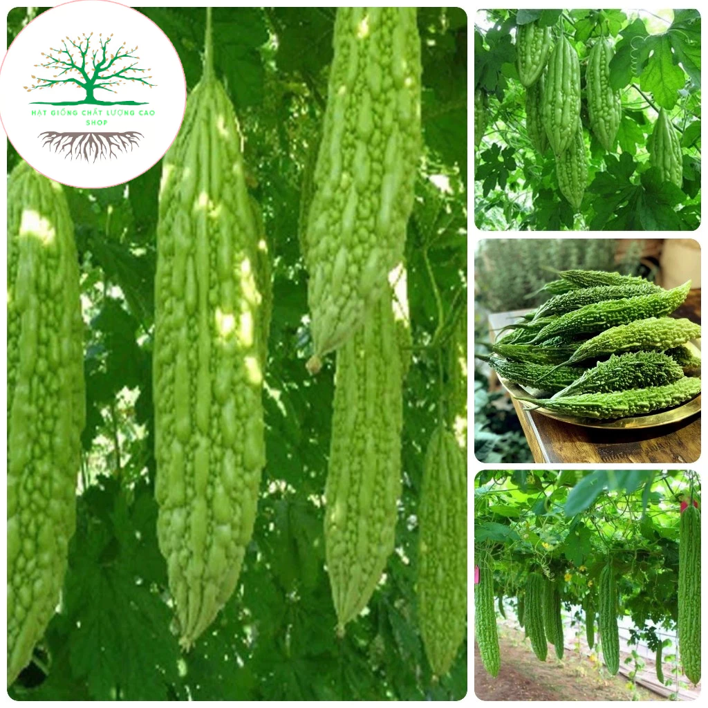 10 Hạt giống Mướp Đắng  (khổ qua)_dễ trồng _năng suất