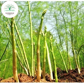 Hạt giống măng tây F1 (50 hạt) dễ trồng thu hoạch quanh năm 3 loại(Xanh, Tím, Trắng)