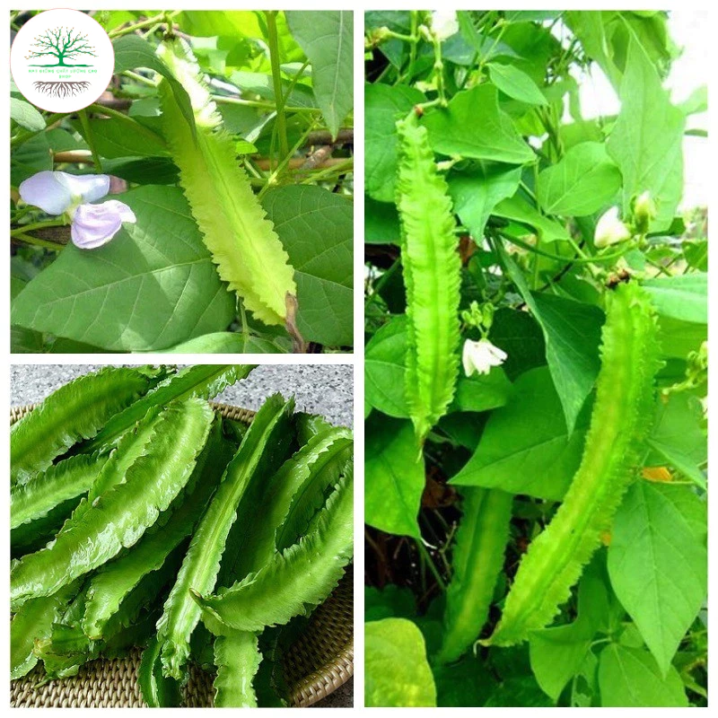 Hạt giống Đậu Rồng Thái Rado 754 (10g~30 hạt) trái ra liên tục, chịu nhiệt tốt, trồng quanh năm