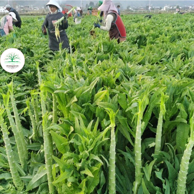[300 Hạt]Hạt Giống Rau Tiến Vua Xanh (Diếp nếp ăn thân)