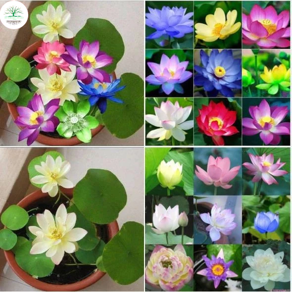 Hạt Giống Hoa Sen Mini Nhật Bản 10 hạt, full màu ,nảy mầm 100%