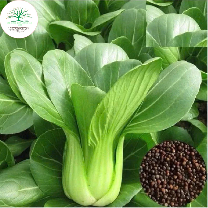 Hạt giống rau cải thìa dễ trồng kháng bệnh năng suất tỉ lệ nảy mầm cao(tằng kèm phân)